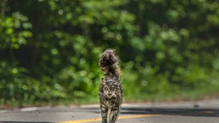 27. Кладбище домашних животных (2019)