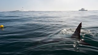 29. Отмель (2016)