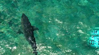 63. Отмель (2016)