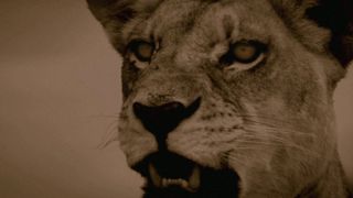 3. Последние львы (2011)