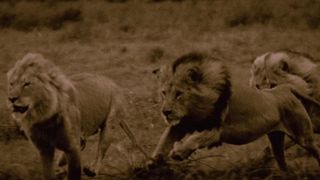 4. Последние львы (2011)
