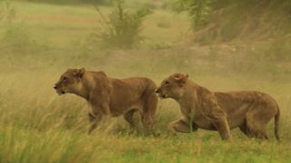 5. Последние львы (2011)