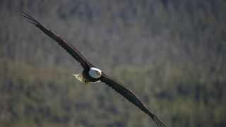 10. Медведи (2014)