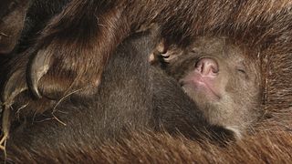 11. Медведи (2014)