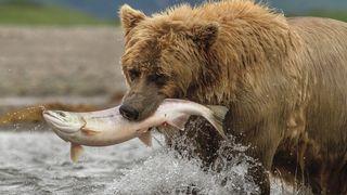 12. Медведи (2014)