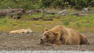 14. Медведи (2014)