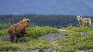 17. Медведи (2014)