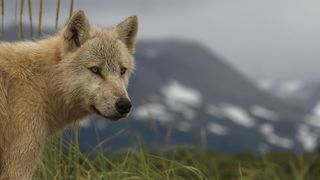 18. Медведи (2014)