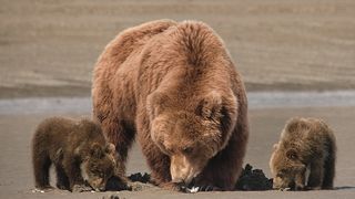 2. Медведи (2014)