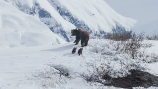 20. Медведи (2014)