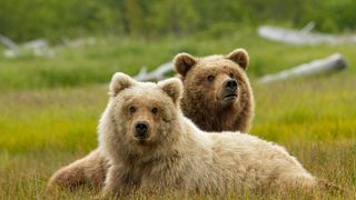 23. Медведи (2014)