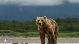 24. Медведи (2014)