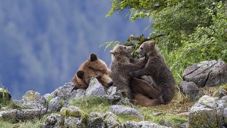 27. Медведи (2014)