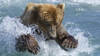 28. Медведи (2014)