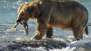 29. Медведи (2014)