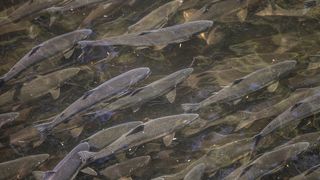 3. Медведи (2014)