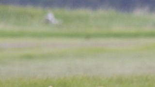 30. Медведи (2014)