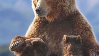 32. Медведи (2014)