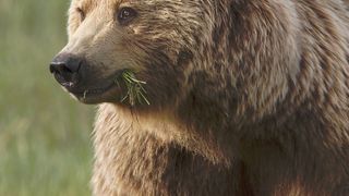 33. Медведи (2014)