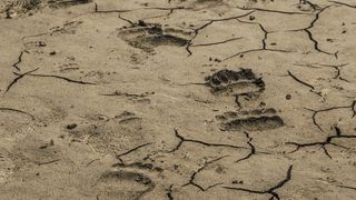 34. Медведи (2014)