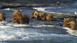 37. Медведи (2014)