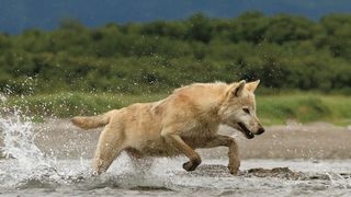 38. Медведи (2014)