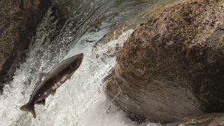 4. Медведи (2014)