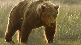 5. Медведи (2014)