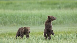 7. Медведи (2014)