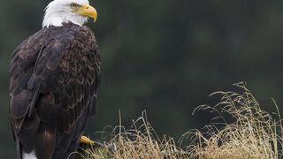 8. Медведи (2014)