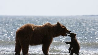 9. Медведи (2014)