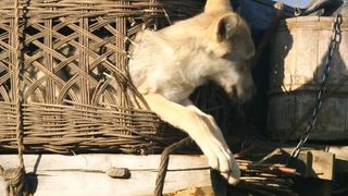 113. Тотем волка (2015)