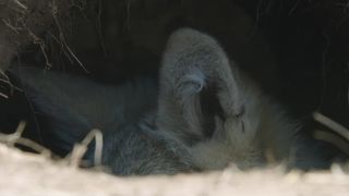 128. Тотем волка (2015)