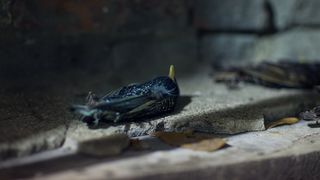 59. Тебя никогда здесь не было (2017)