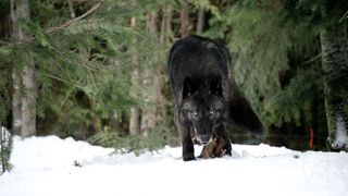 40. Схватка (2011)