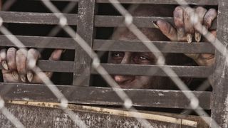 22. Пастырь (2011)