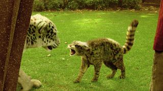 131. Золотой компас (2007)