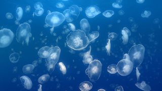 13. Чудища морей 3D: Доисторическое приключение (2007)