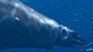 5. Чудища морей 3D: Доисторическое приключение (2007)