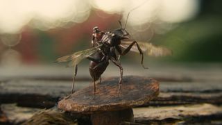 74. Человек-муравей (2015)