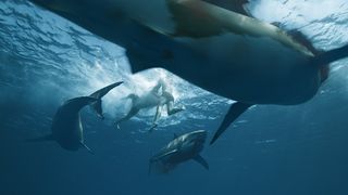 33. Кон-Тики (2012)