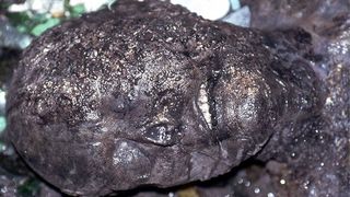 38. Пила: Игра на выживание (2004)