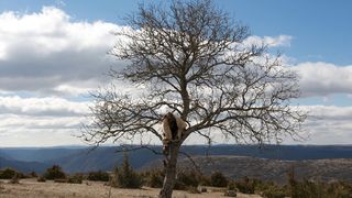 19. Последний неандерталец (2010)