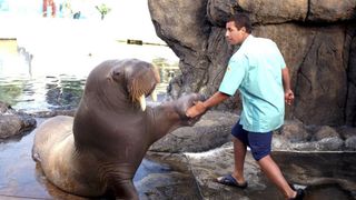 13. 50 первых поцелуев (2004)