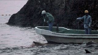 6. Бухта (2009)