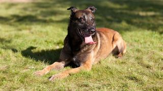 14. Укрытие (2011)