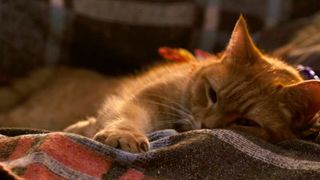 12. Уличный кот по кличке Боб (2016)