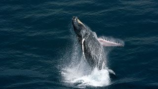 3. Дом. История путешествия (2009)