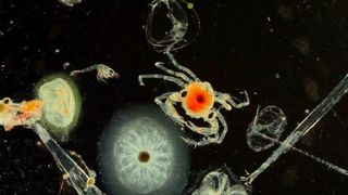 10. Гонка на вымирание (2015)