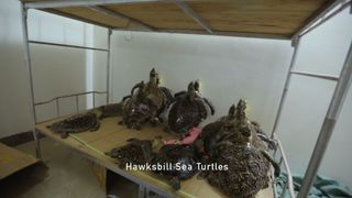 105. Гонка на вымирание (2015)